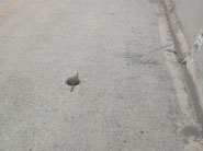 C50������ sc-11-3��ëЧ��ͼ